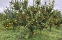 Quýt - Hợp tác xã SX-NLN Hữu cơ Quảng Phú