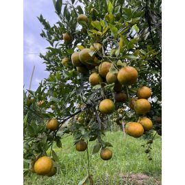 Quýt - Hợp tác xã SX-NLN Hữu cơ Quảng Phú