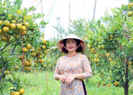 Thu “quả ngọt” nhờ sản xuất hữu cơ